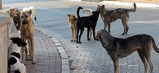 Bursa'da köpekler öğrenciyi hastanelik etti