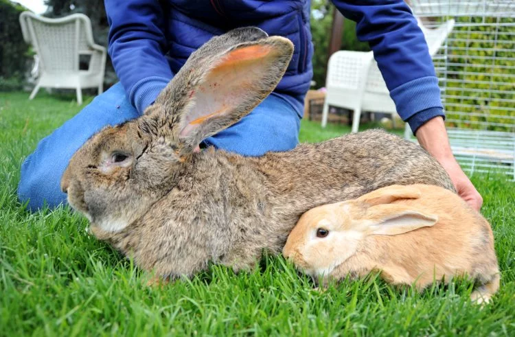 Bursa'da dev tavşanlar alıcılarını bekliyor