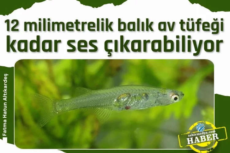 12 milimetrelik balık av tüfeği kadar ses çıkarabiliyor