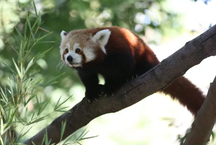 Bursa'nın yeni gözdesi kırmızı pandalar