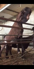 'Dünyanın en çirkin canlısı' diyorlar... Sosyal medyada olay oldu!