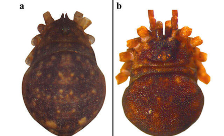 Türkiye'de yeni bir tür keşfedildi