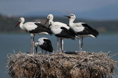 'Leylek köyü'ne ziyaretçi akını