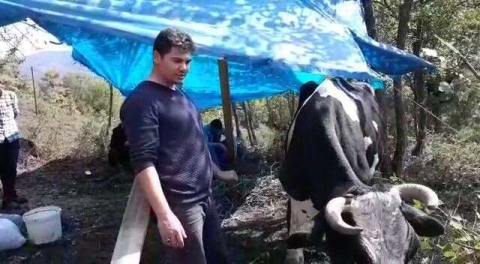 Bu inek tavuk yiyor!