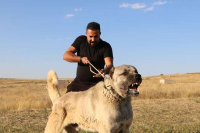 İtalyanların tek çaresi Sivas Kangal