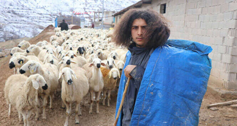 Üniversite mezunu genç, çoban olmayı seçti