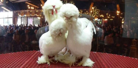 BURSA- Bu tavuk 10 bin TL değerinde