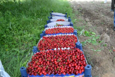 Bursa'da yılın ilk kiraz hasadı başladı