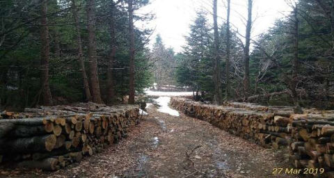 Uludağ'da yol bahanesiyle ağaç kesilmesine tepki