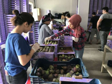 İngiltere'nin vazgeçilmezi 'Bursa siyahı' üreticisini sevindirdi