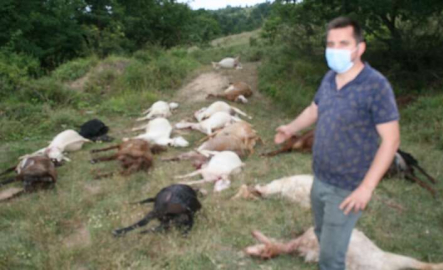 Meradaki zehir keçileri telef etti