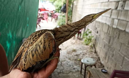 Nesli tükenmekte kuş Bursa'da görüldü!
