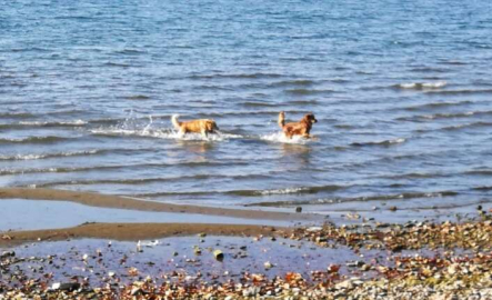 İznik sahilinin keyfini onlar çıkardı