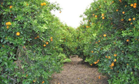 Boztepe Tarım İşletmesi Müdürlüğü Portakal Satış İhalesi düzenleyecek