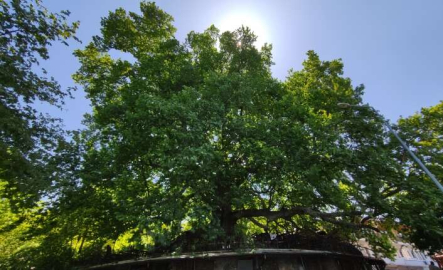 Dünyaca ünlü ulu çınar doğal güzelliğine kavuştu