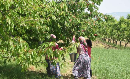 Bursa'da erkenci kirazı hasadı başladı