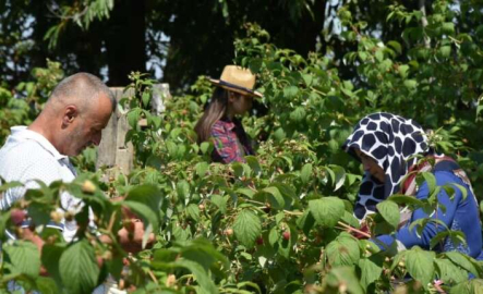 Bu ahududunun kilosu 45 lira