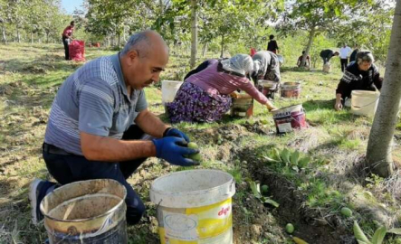 Bursa'da ceviz hasadı çiftçiyi sevindirdi