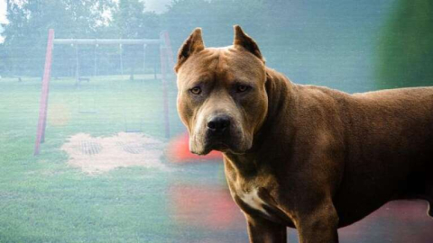 Tehlikeli köpek ırkları için yeni dönem