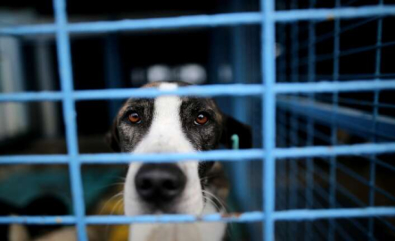 Yasak ırklar için Bursa'da önemli çalışma