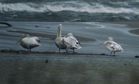 10 ayda 5 ülkede binlerce kilometre uçtu...Elektrik tellerine çarpıp öldü