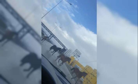 Bursa’da ana yolda gezen atlar faciaya davetiye çıkarıyor