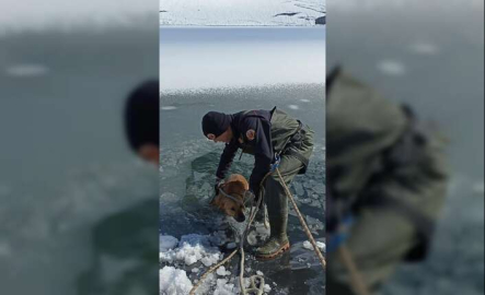 İtfaiye ekipleri buz tutan gölete düşen köpeği donmak üzereyken kurtardılar