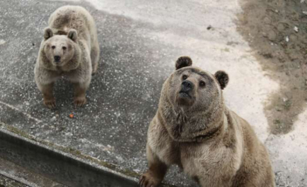 Barınağın yeni üyesi sevimli ayılar