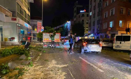 TIR’ın çarptığı ağaç ortadan ikiye ayrıldı