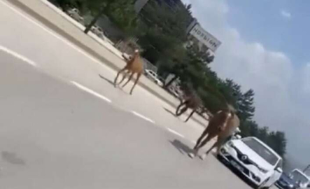 Bursa’da başıboş atlar trafiği felç etti