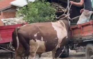 Bursa’da öfkeli boğayı zor zapt ettiler