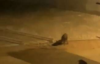 Bursa’da aç kalan domuz sürüsü şehre indi