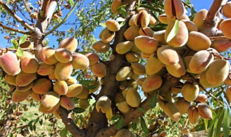 Karacabey Tarım İşletmeleri dalında badem satışı yapacaktır