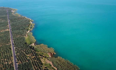 İznik Gölü’nde plankton patlaması