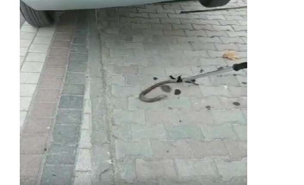 Oluklu kertenkele operasyonu