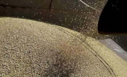 Tahıl koridorunda, ilk gemi fiyatları düşürdü