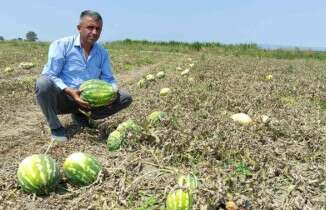 Tarlada 80 kuruşa kadar düştü, tezgahta 4-5 lira