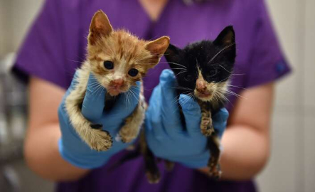 Zifte bulanmışlardı, hayata döndürüldüler