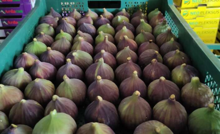 Dünyaca ünlü Kraliçe İnciri'nde aracı oyunu