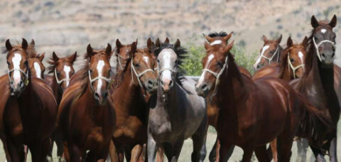 19 Baş Safkan Elit Arap Koşu Tayı Satılacak