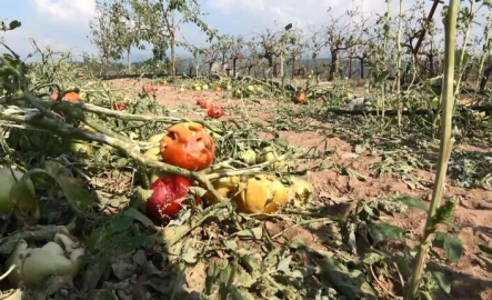 Sağanak yağışla birlikte gelen dolu, çiftçinin mahsulünü vurdu