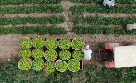 Bursa’da çiftçi ürettiğini komisyonsuz tüketiciye ulaştırıyor