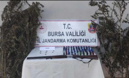 Bursa'da kenevir tarlasına jandarma baskını