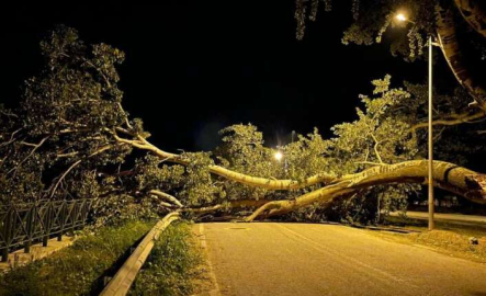 Bursa'da kavak ağacı yıkıldı, ekiplerin çalışmasıyla kaldırıldı