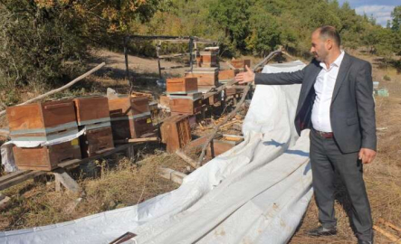 Ayı ailesi arı çiftliğini bastı...Bal dolu kovanları yiyip dağıttılar