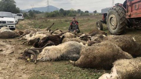Sahipsiz köpeklerin saldırdığı 41 küçükbaş hayvan telef oldu