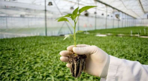 Ağaç,çalı ve fidanlık malzemeleri satın alınacaktır