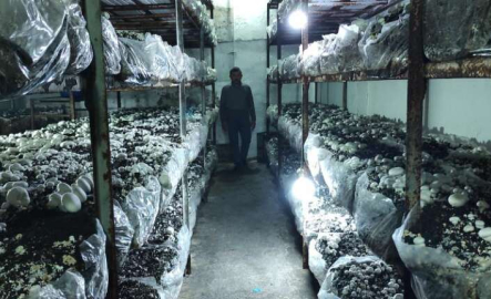 Köye üretim üssü kurdu, Bursa'nın mantar ihtiyacını karşılıyor