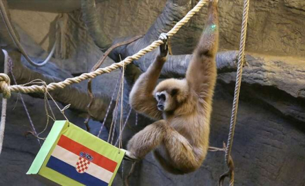 "Kuracı maymun Kent" Hırvatistan'ı seçti