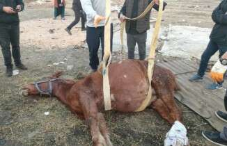 Araç çarpan atı yaşatmak için zamanla yarıştılar